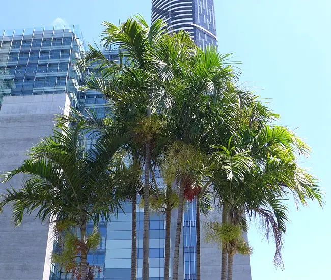 Carpentaria Palm Tree (Carpentaria acuminata)