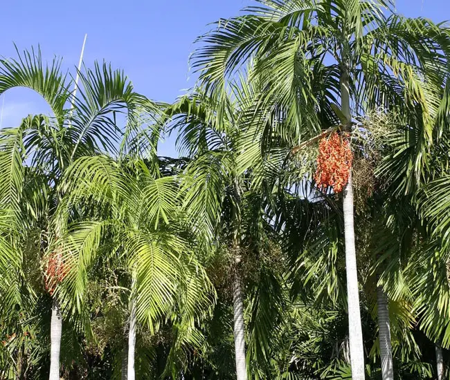 Carpentaria Palm (Carpentaria acuminata). 