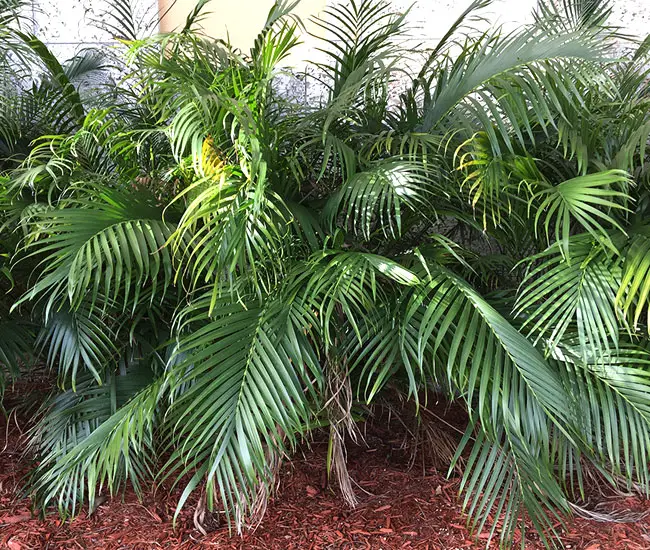 Cat Palm (Chamaedorea cataractarum). 