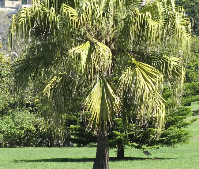 Chinese Fan Palm Tree (Livistona chinensis)