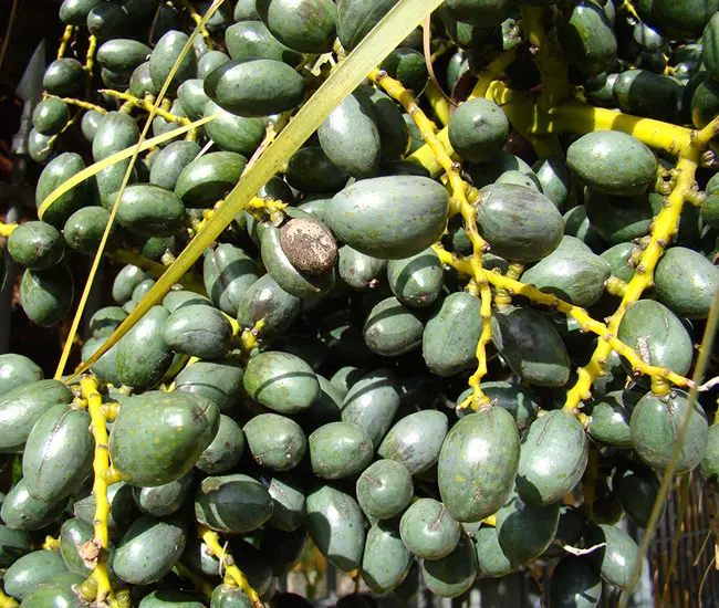 Chinese Fan Palm Tree (Livistona chinensis) fruits