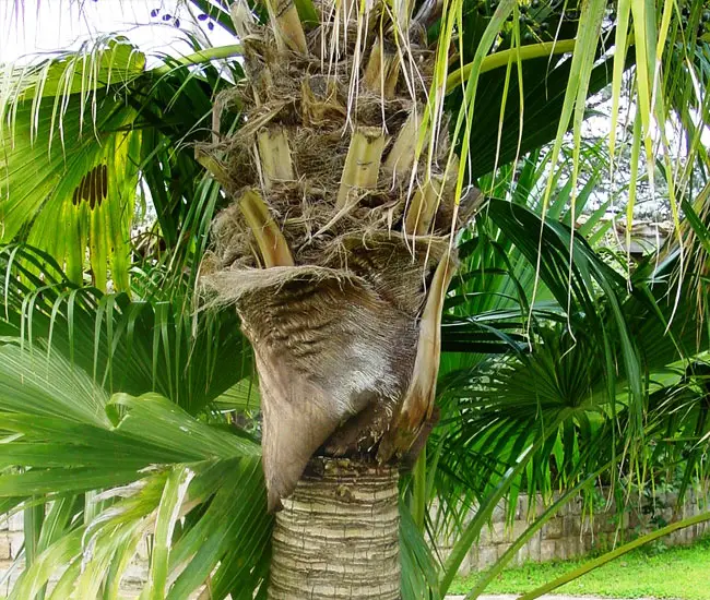 Chinese Fan Palm Tree (Livistona chinensis) trunk