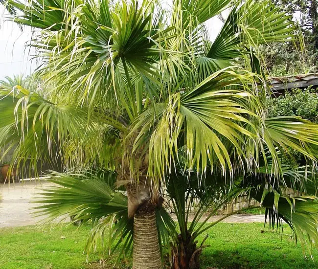 Chinese Fan Palm Tree (Livistona chinensis)
