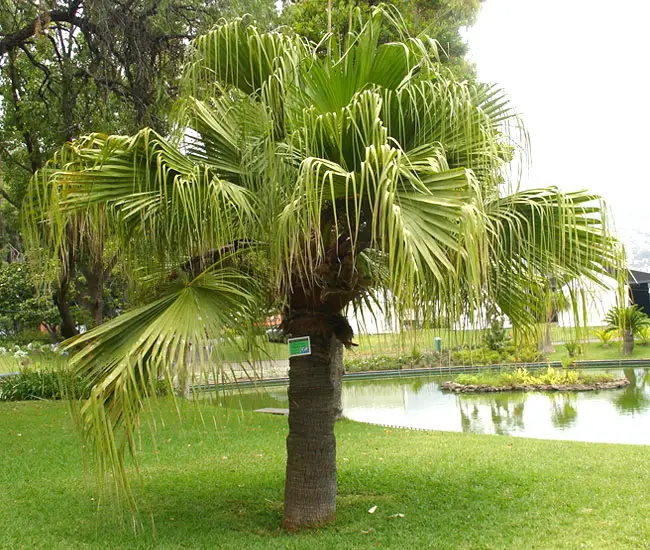 Chinese Fan Palm (Livistona chinensis).