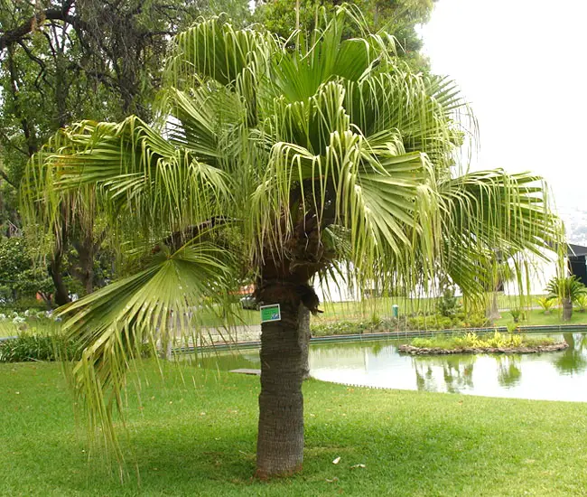 Chinese Fan Palm Tree (Livistona chinensis)