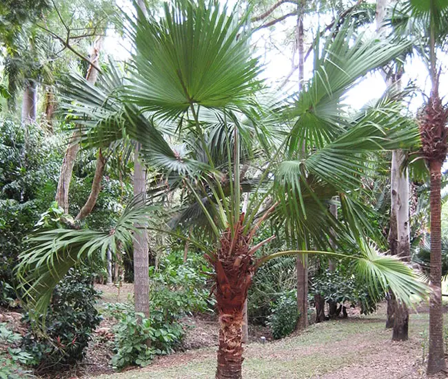 chinese-fan-palm-tree-livistona-chinensis-650x550g | Florida Palm Trees