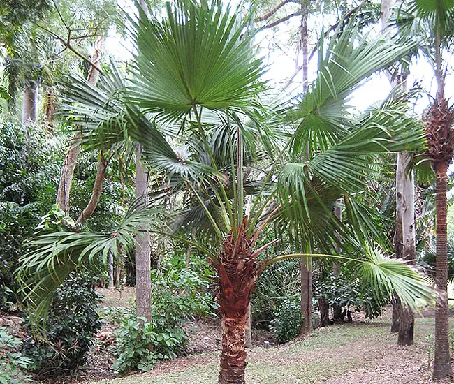 Chinese Fan Palm Tree (Livistona chinensis)