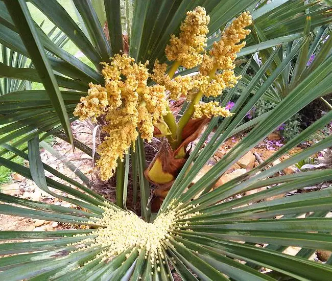Chinese Fan Palm Tree (Livistona chinensis) flowers