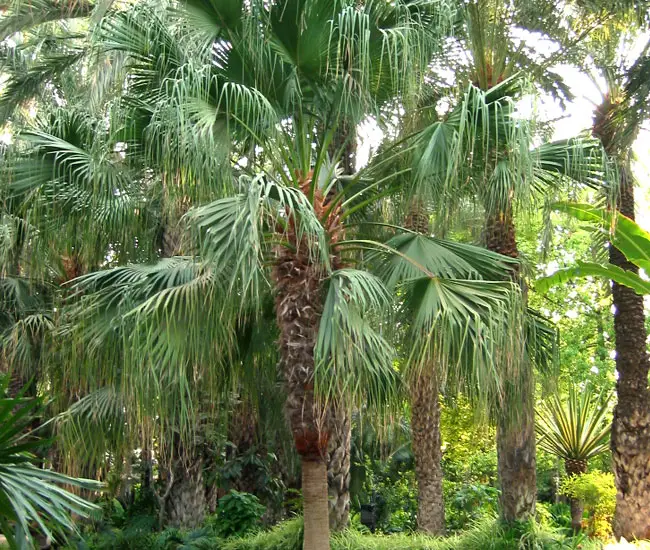 Chinese Fan Palm Tree (Livistona chinensis)