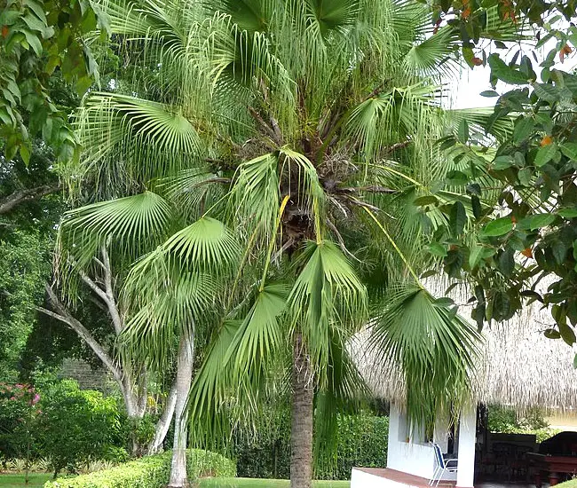 Chinese Fan Palm Tree (Livistona chinensis)