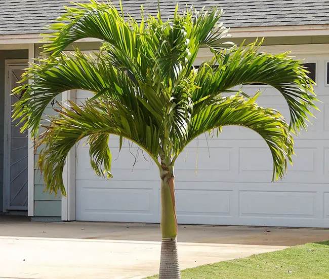 Christmas Palm Tree (Veitchia merrillii)