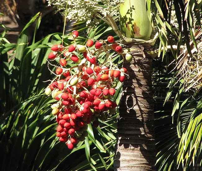 Christmas Palm Tree (Veitchia merrillii) fruits