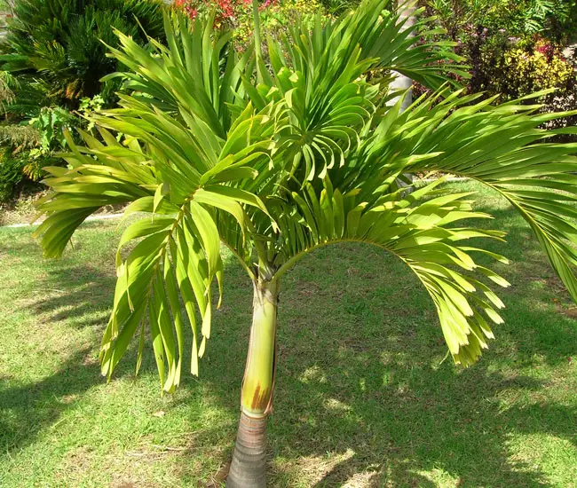 Christmas Palm Tree (Veitchia merrillii)