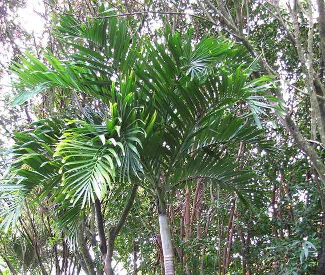 Christmas Palm Tree (Veitchia merrillii)