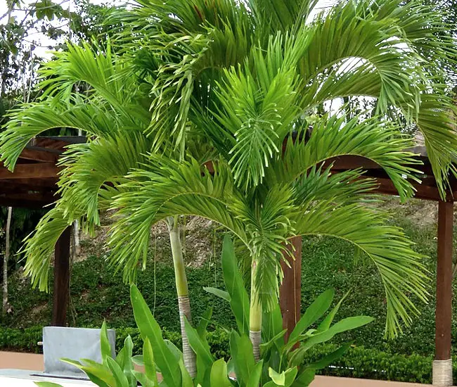 Christmas Palm Tree (Veitchia merrillii)