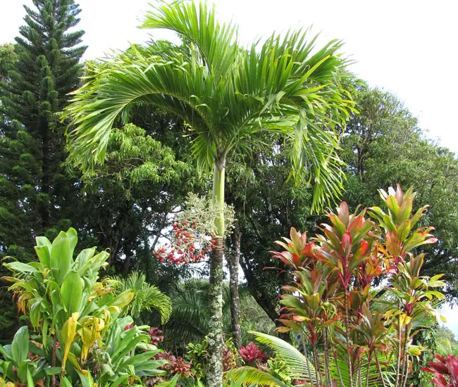 Christmas Palm (Veitchia merrillii). 