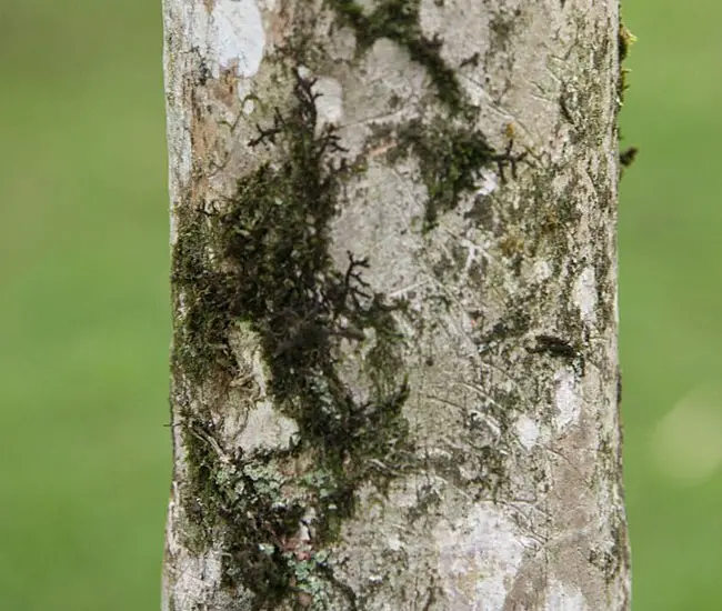 Christmas Palm Tree (Veitchia merrillii) trunk