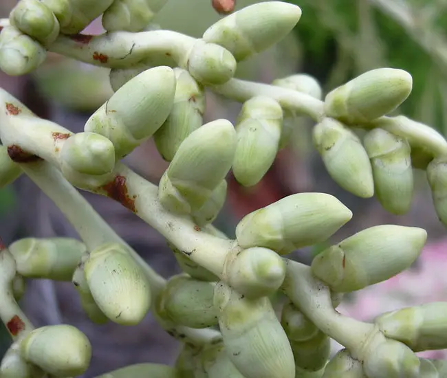 Christmas Palm Tree (Veitchia merrillii) fruits