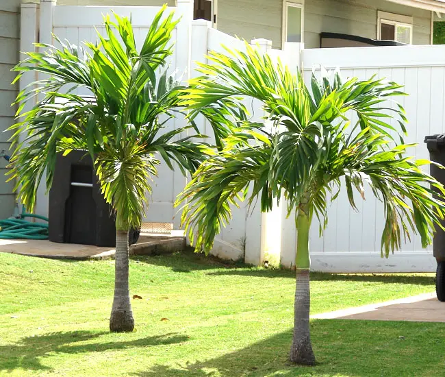 Christmas Palm Tree (Veitchia merrillii)