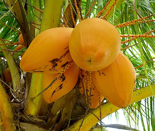 Coconut Palm Tree (Cocos nucifera) fruits