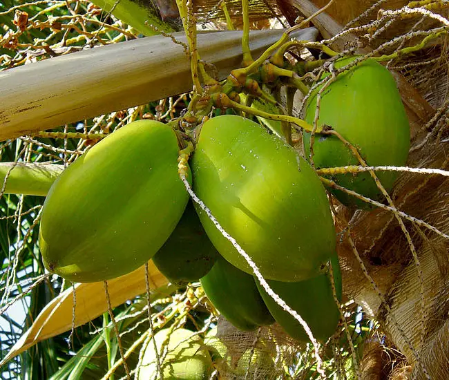 Coconut Palm Tree (Cocos nucifera) fruits