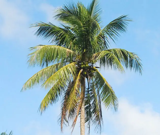 Coconut Palm (Cocos nucifera). 