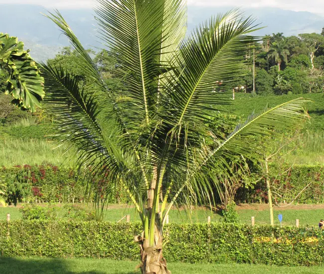 Coconut Palm Tree (Cocos nucifera)