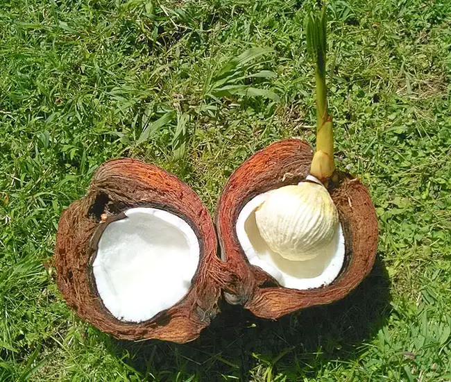 Coconut Palm Tree (Cocos nucifera) fruit, coconut