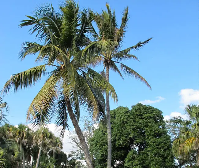 Coconut Palm (Cocos nucifera). 