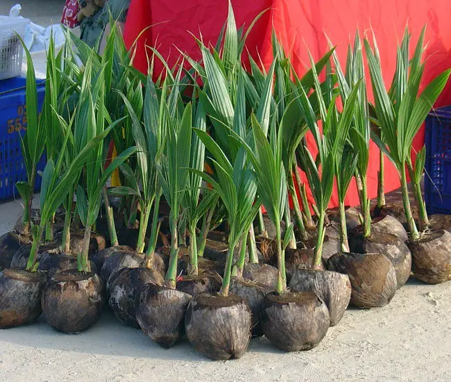 Coconut Palm Tree (Cocos nucifera) propagation