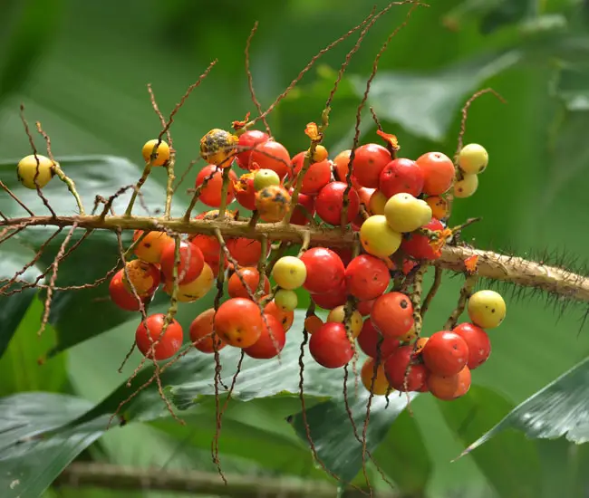 Coyure Palm Tree (Aiphanes horrida) fruits