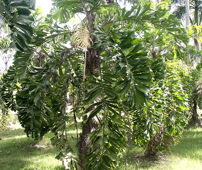 Coyure Palm Tree (Aiphanes horrida)