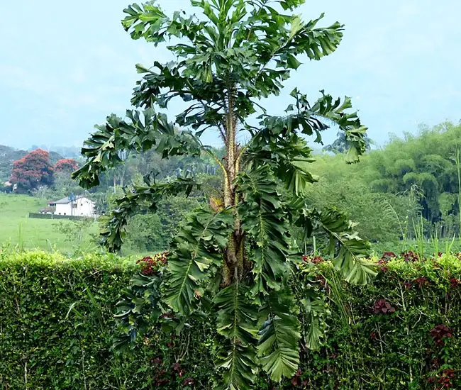 Coyure Palm Tree (Aiphanes horrida)