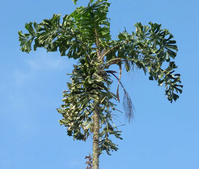 Coyure Palm (Aiphanes horrida). 