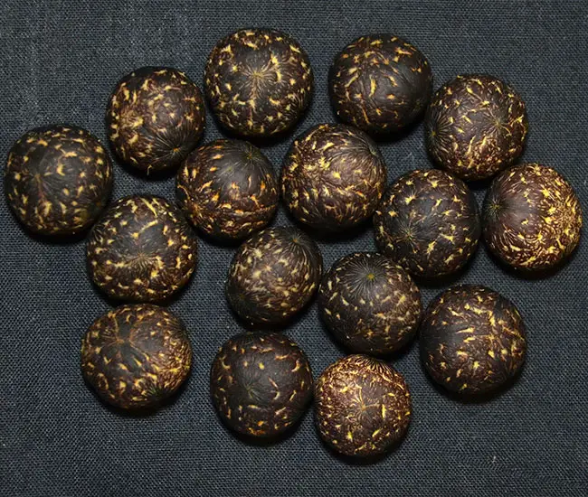 Coyure Palm Tree (Aiphanes horrida) seeds