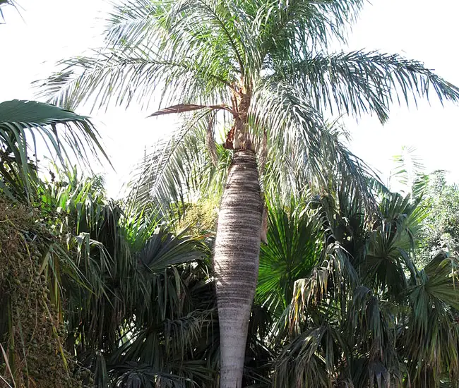 Cuban Belly Palm (Acrocomia crispa). 