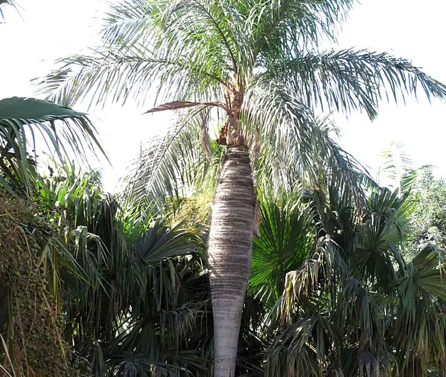 Cuban Belly Palm (Acrocomia crispa).