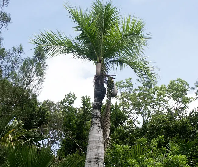 Cuban Belly Palm Tree (Acrocomia crispa)