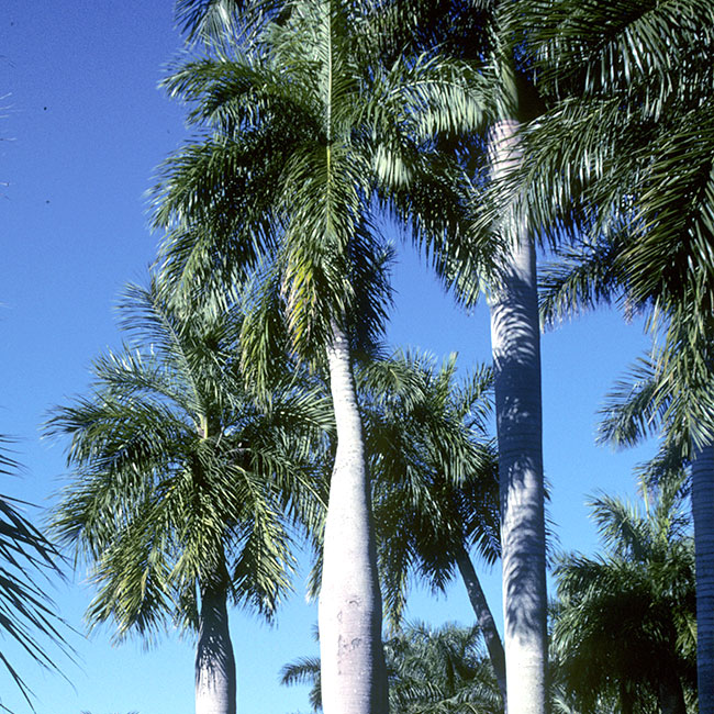 Cuban Belly Palm Tree (Acrocomia crispa)