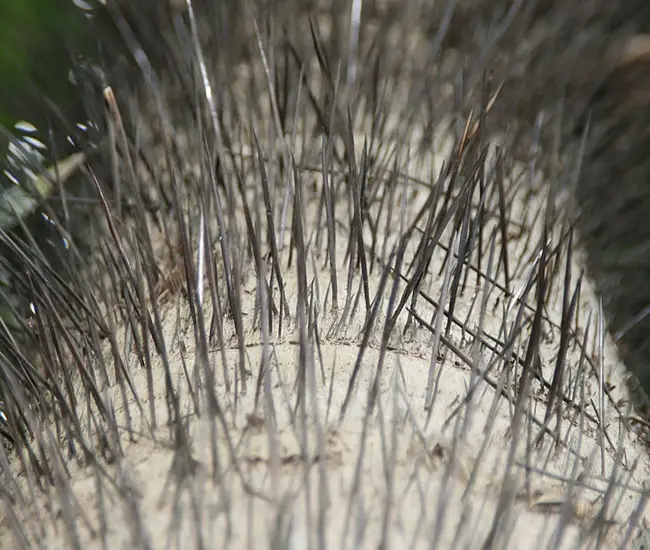 Cuban Belly Palm Tree (Acrocomia crispa) trunk with black spines