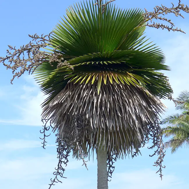 Cuban Petticoat Palm (Copernicia macroglossa). 