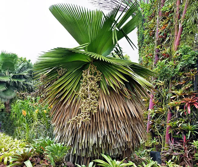 Cuban Petticoat Palm Tree (Copernicia macroglossa)