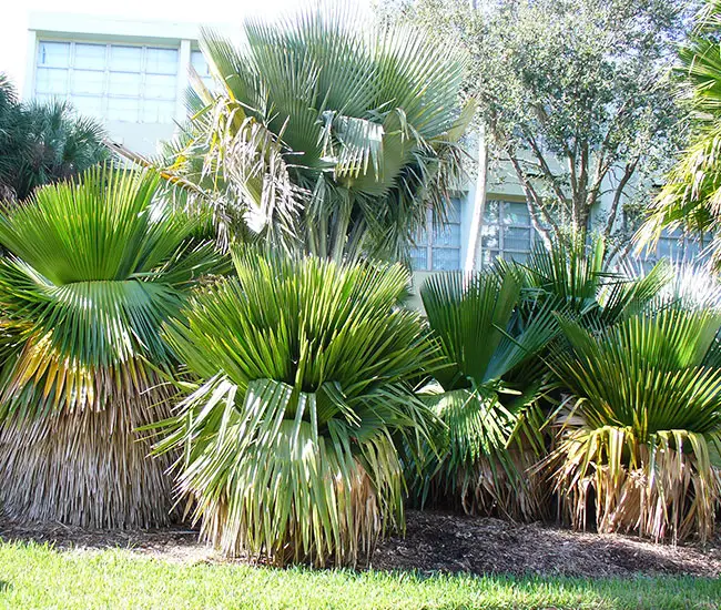 Cuban Petticoat Palm Tree (Copernicia macroglossa)