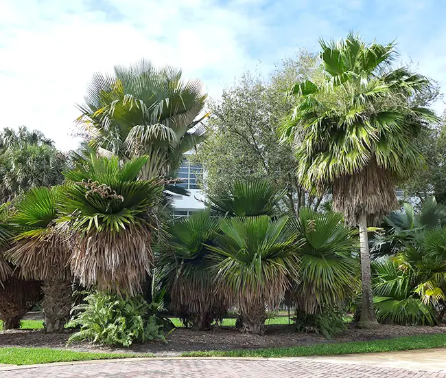 Cuban Petticoat Palm Tree (Copernicia macroglossa)