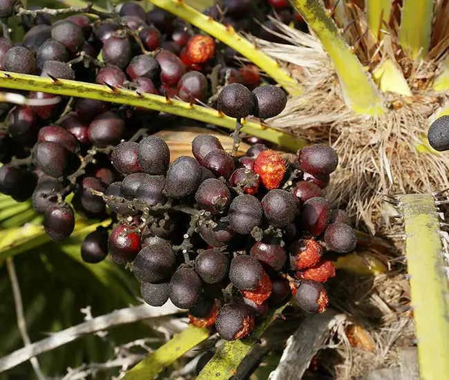 European Fan Palm Tree (Chamaerops humilis) fruits.