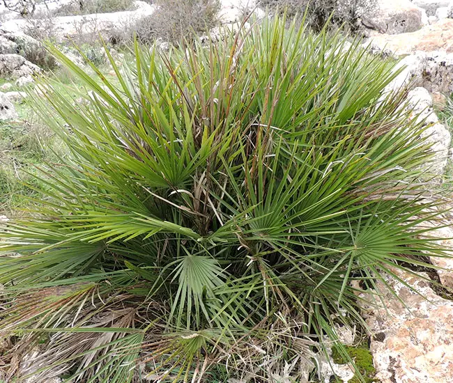 European Fan Palm Tree (Chamaerops humilis)