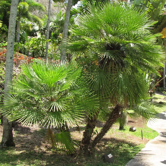 European Fan Palm (Chamaerops humilis).