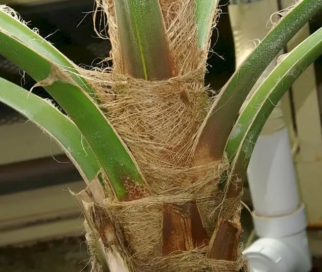 Fiji Fan Palm Tree (Pritchardia pacifica) stems