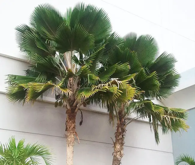 Fiji Fan Palm (Pritchardia pacifica). 