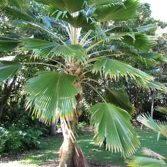 Fiji Fan Palm Tree (Pritchardia pacifica)